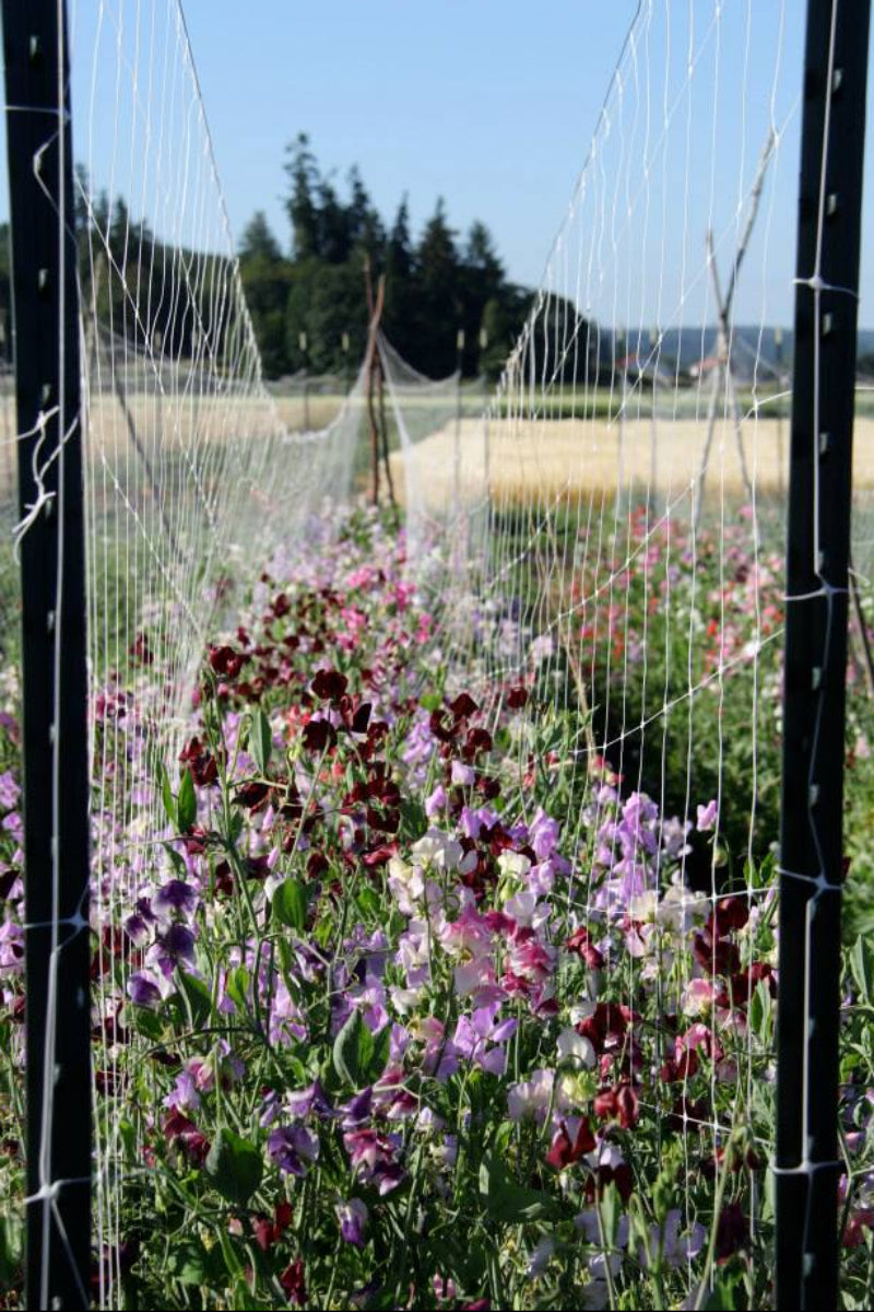 Hudson Valley Seed Co. Finnriver Sweet Pea Seeds