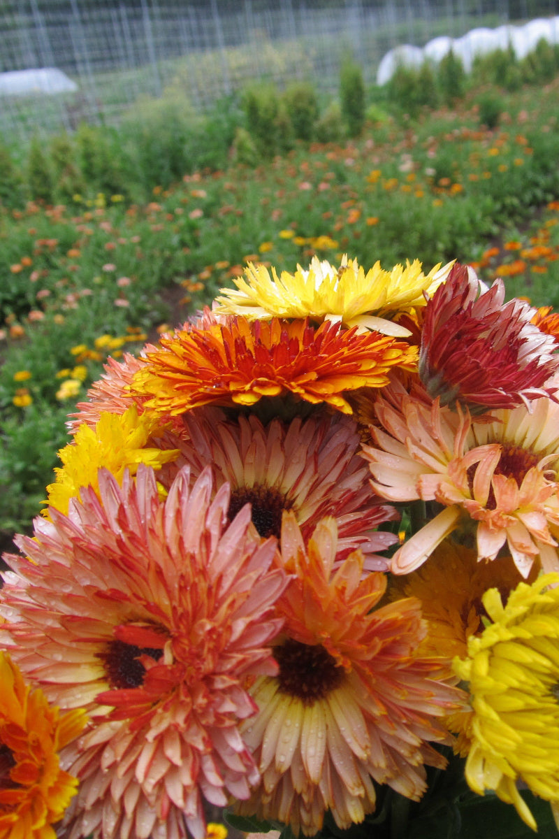Hudson Valley Seed Co. Flashback Calendula Mix Seeds