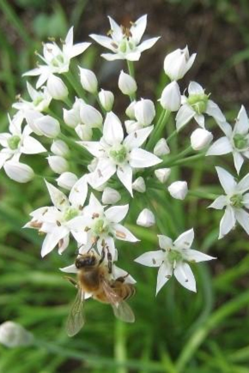 Hudson Valley Seed Co. Garlic Chives - Thumbnail 3