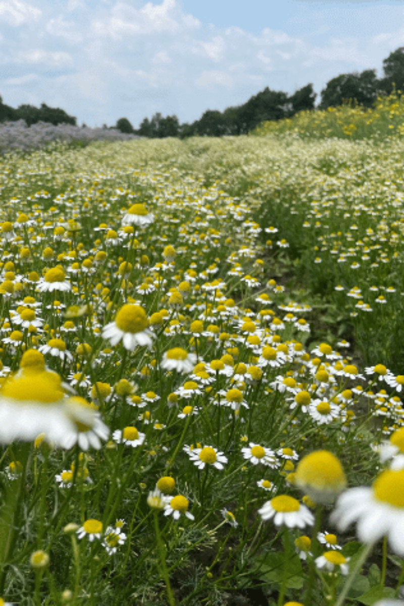 Hudson Valley Seed Co. German Chamomile Seeds