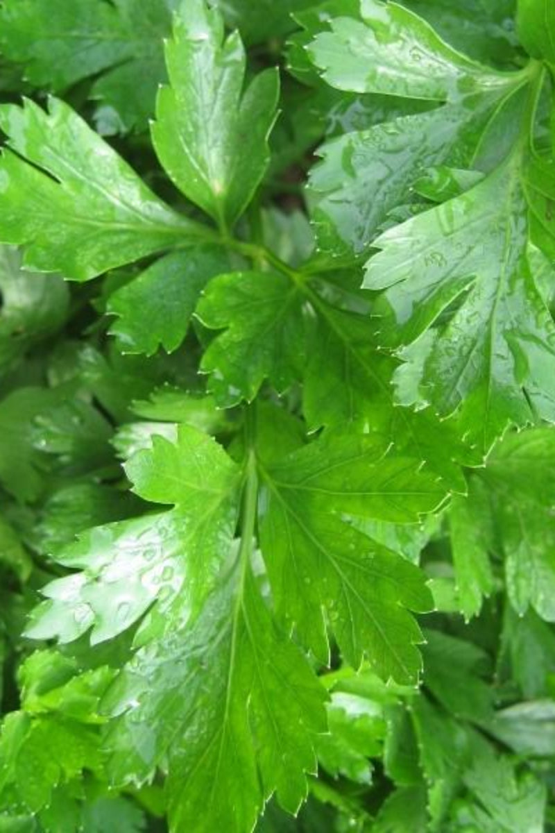 Hudson Valley Seed Co. Gigante d' Italia Parsley Seeds