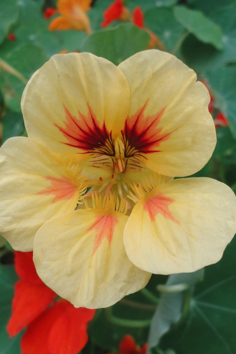 Hudson Valley Seed Co. Glorious Gleam Nasturtium Seeds