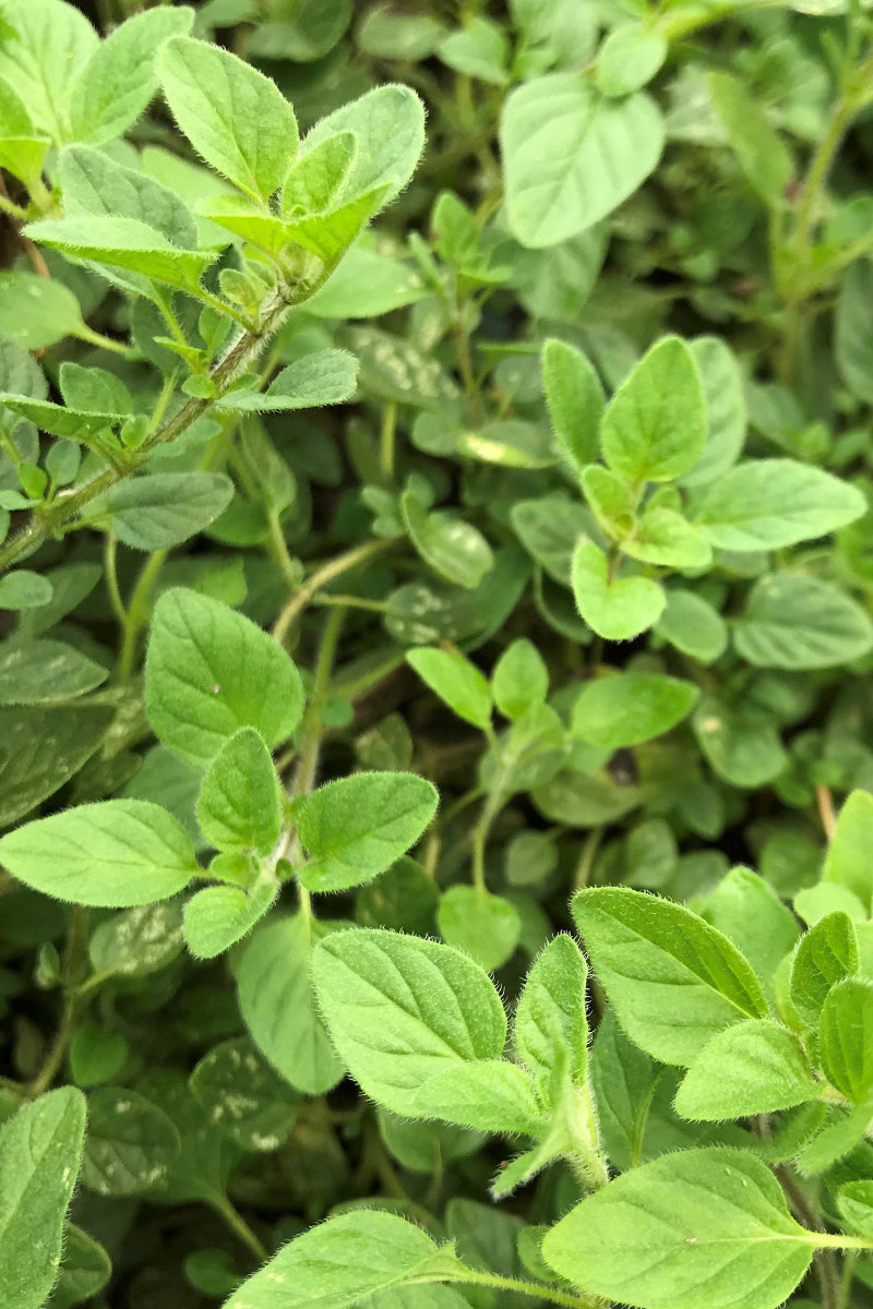 Hudson Valley Seed Co. Greek Oregano Seeds
