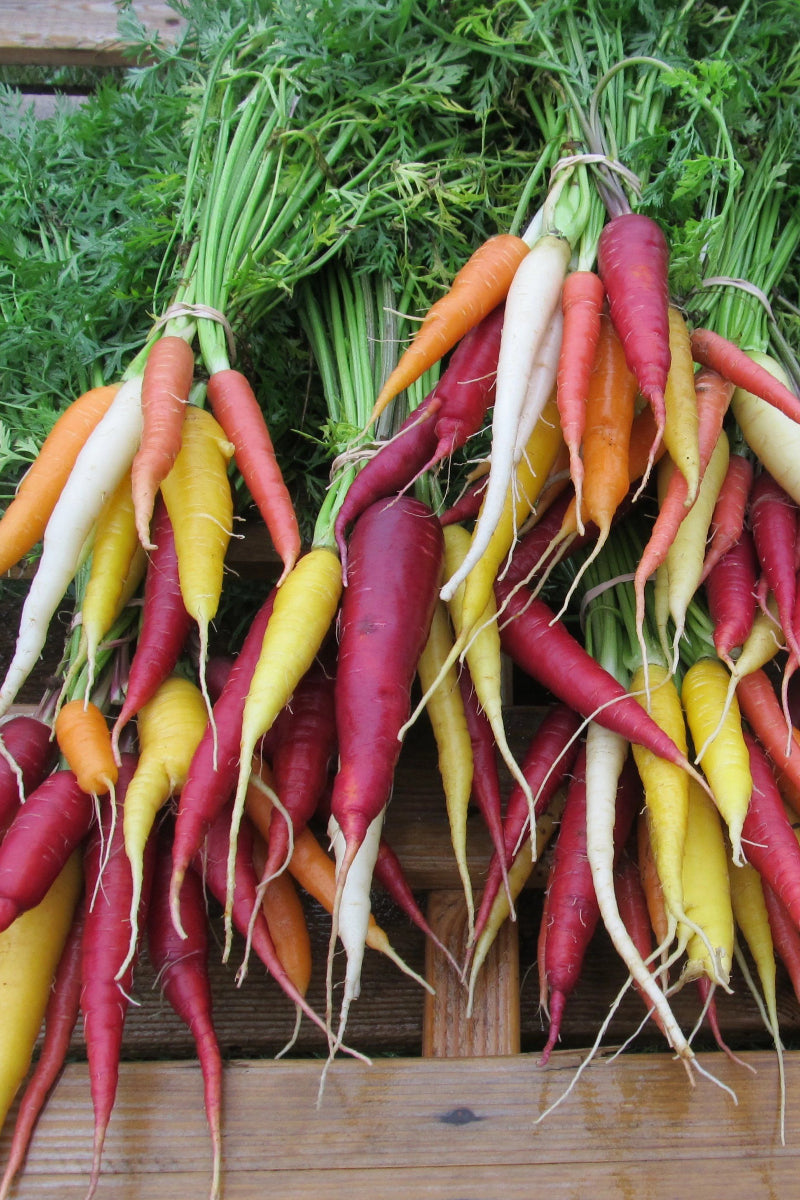 Hudson Valley Seed Co. Kaleidoscope Carrot Seeds