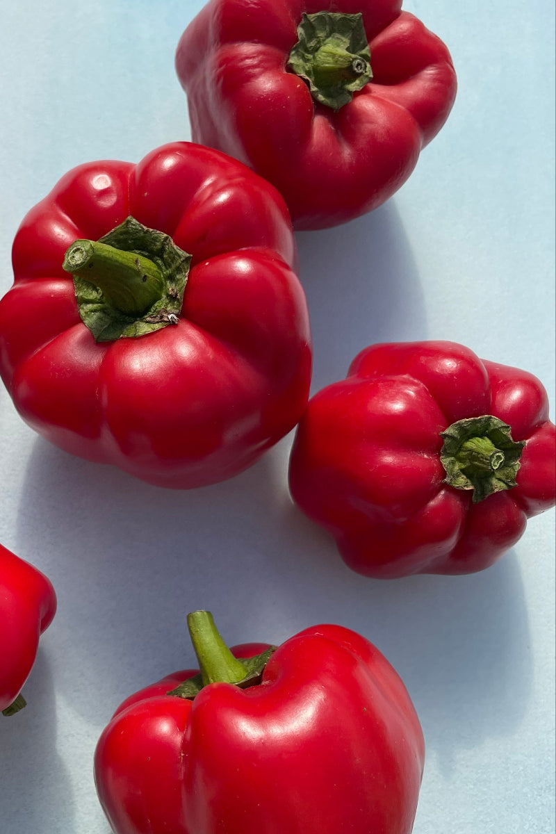 Hudson Valley Seed Co. King Of The North Pepper Seeds