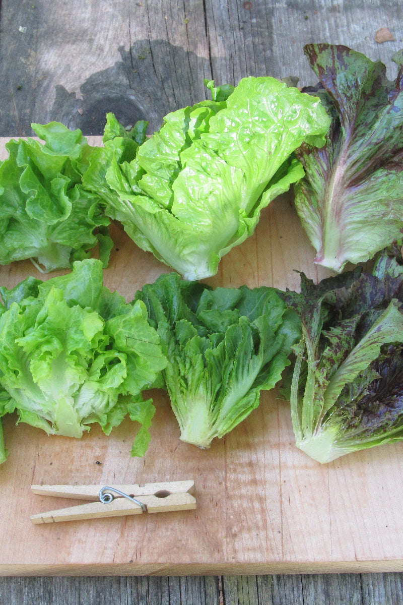 Hudson Valley Seed Co. Little Gem Lettuce Mix Seeds