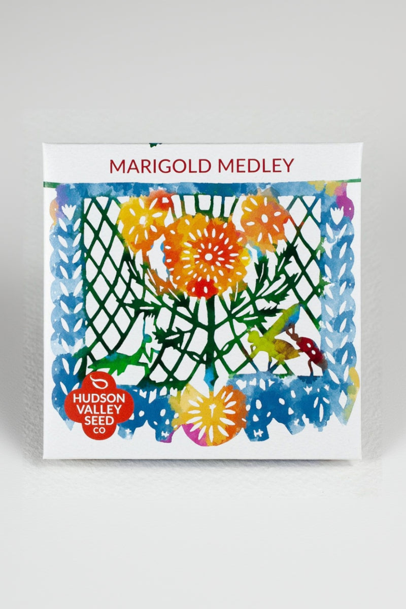 Hudson Valley Seed Co. Marigold Medley Seeds - Thumbnail 3