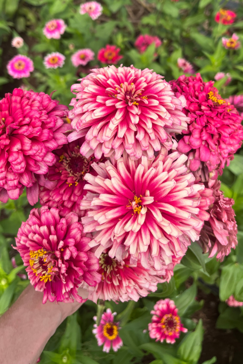 Hudson Valley Seed Co. Mazurkia Zinnia Seeds