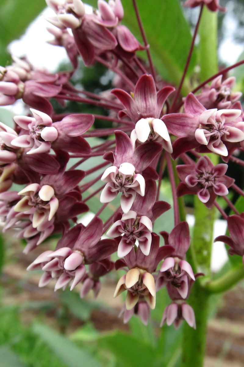 Hudson Valley Seed Co. Milkweed Seeds