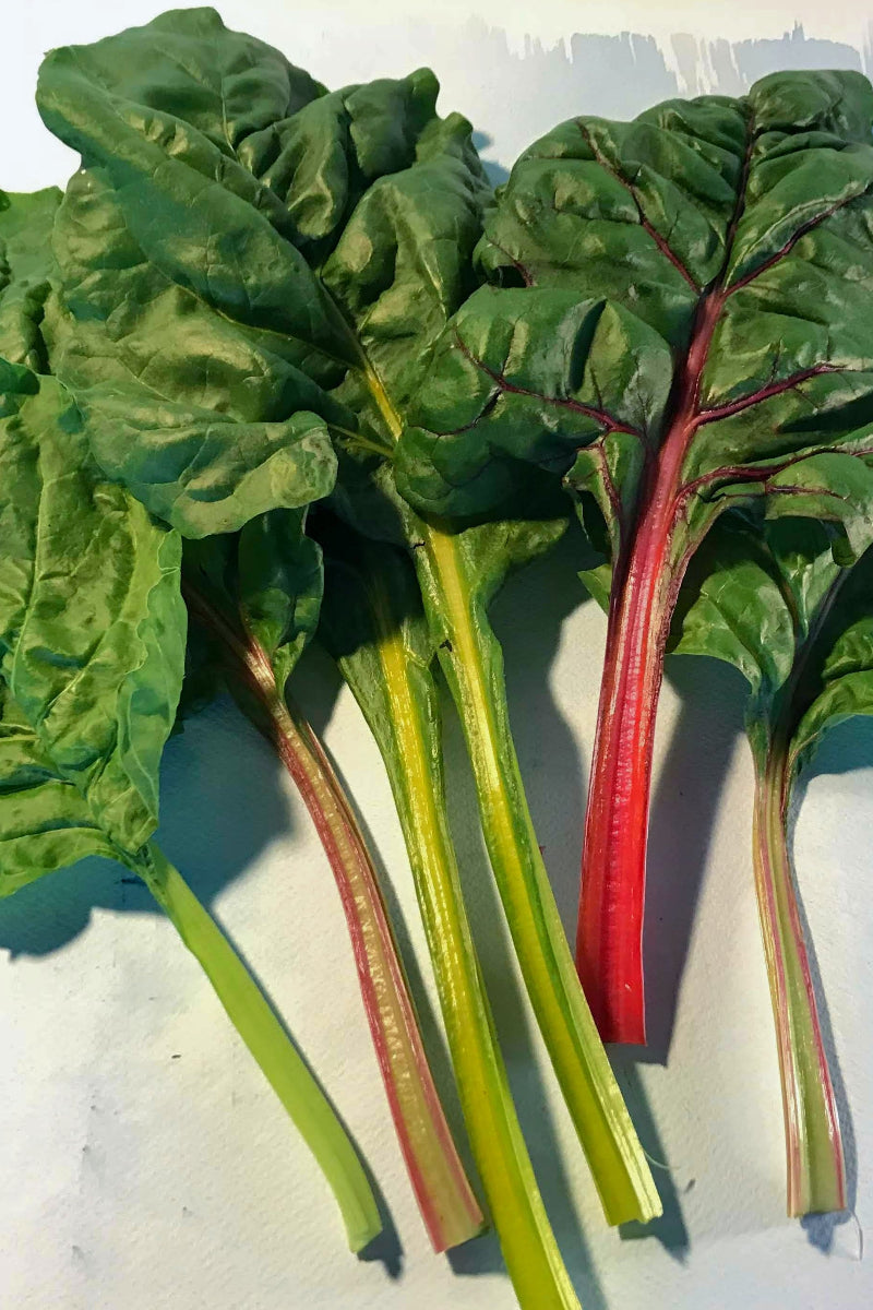 Hudson Valley Seed Co. Rainbow Chard Seeds