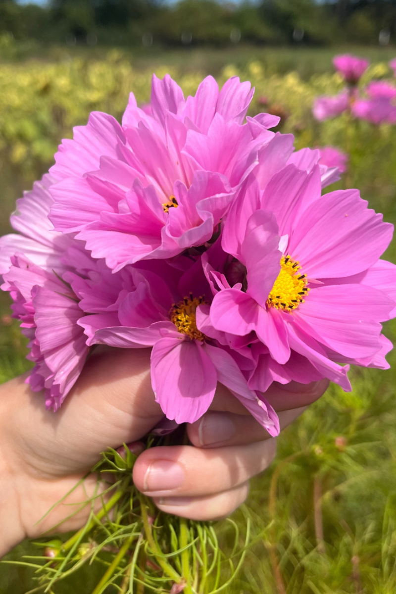 Hudson Valley Seed Co. Sea Shells Cosmos Seeds