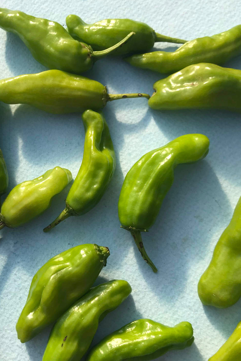 Hudson Valley Seed Co. Shishito Pepper Seeds