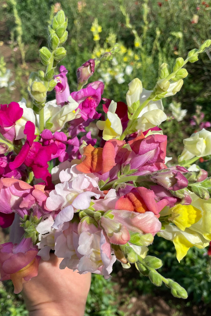 Hudson Valley Seed Co. Snapdragon Mix Seeds