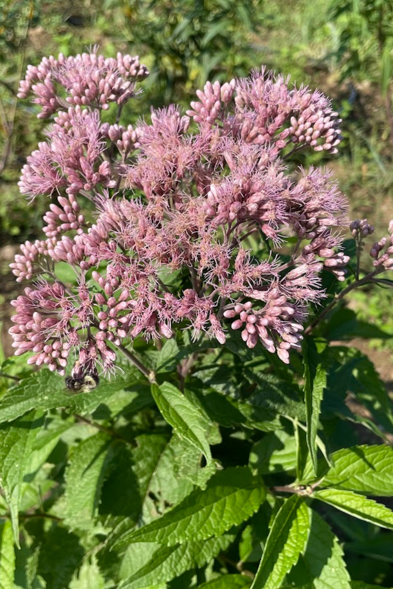 Hudson Valley Seed Co. Joe Pye Weed Seeds