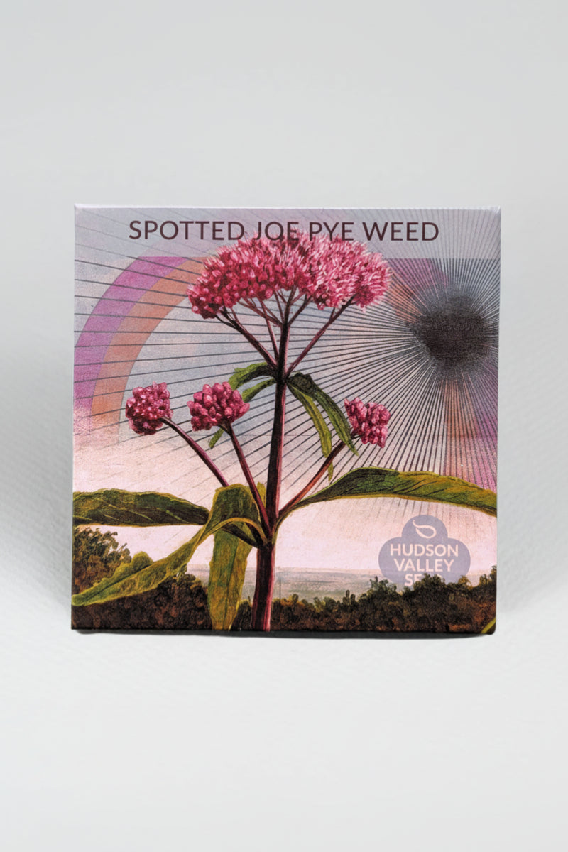 Hudson Valley Seed Co. Joe Pye Weed Seeds