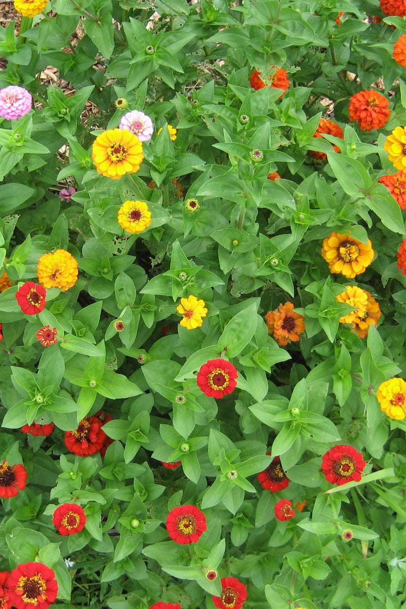 Hudson Valley Seed Co. State Fair Zinnia Seeds - Thumbnail 5