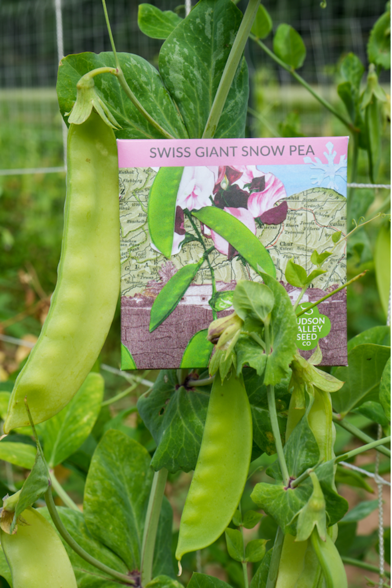 Hudson Valley Seed Co. Swiss Giant Snow Pea Seeds