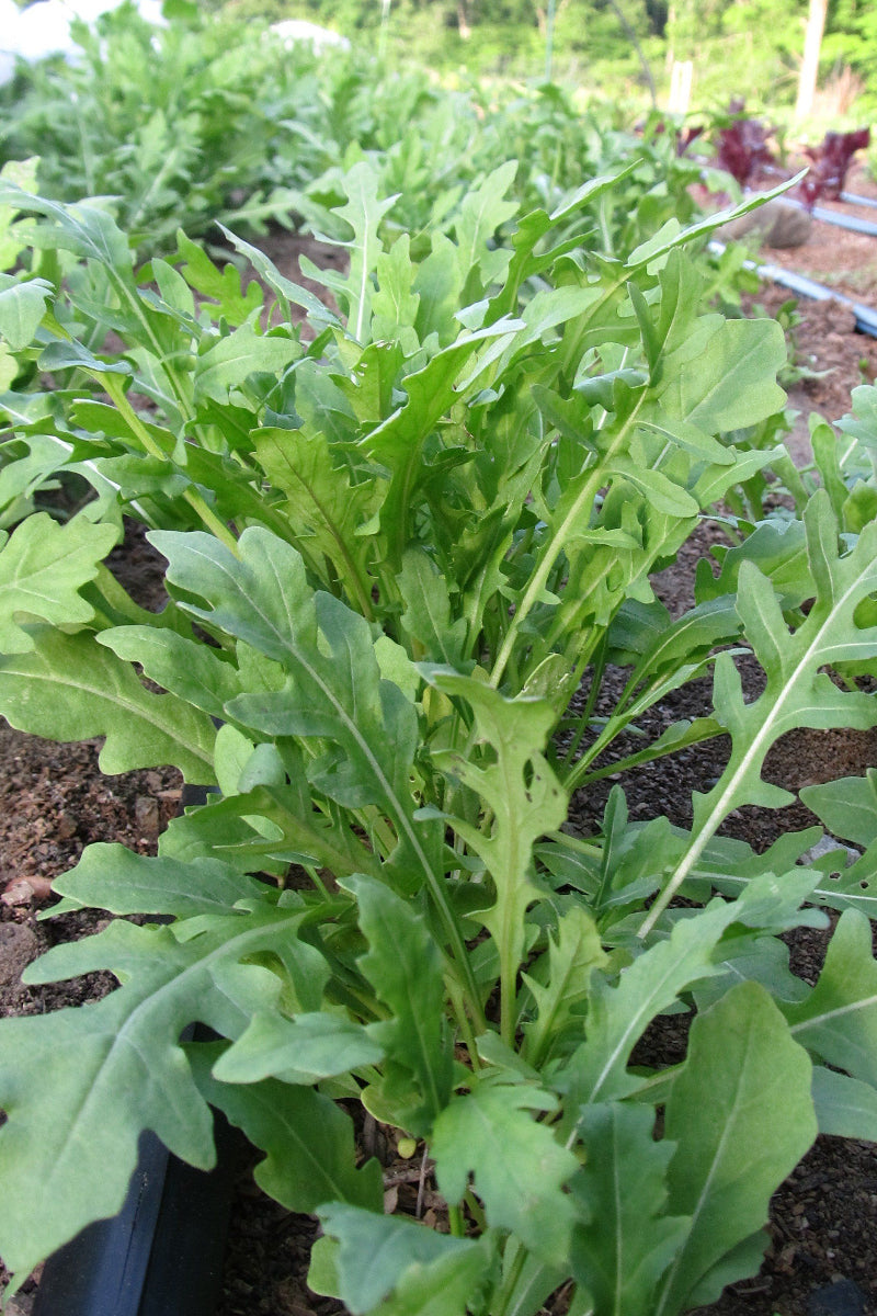 Hudson Valley Seed Co. Wild Arugula Seeds
