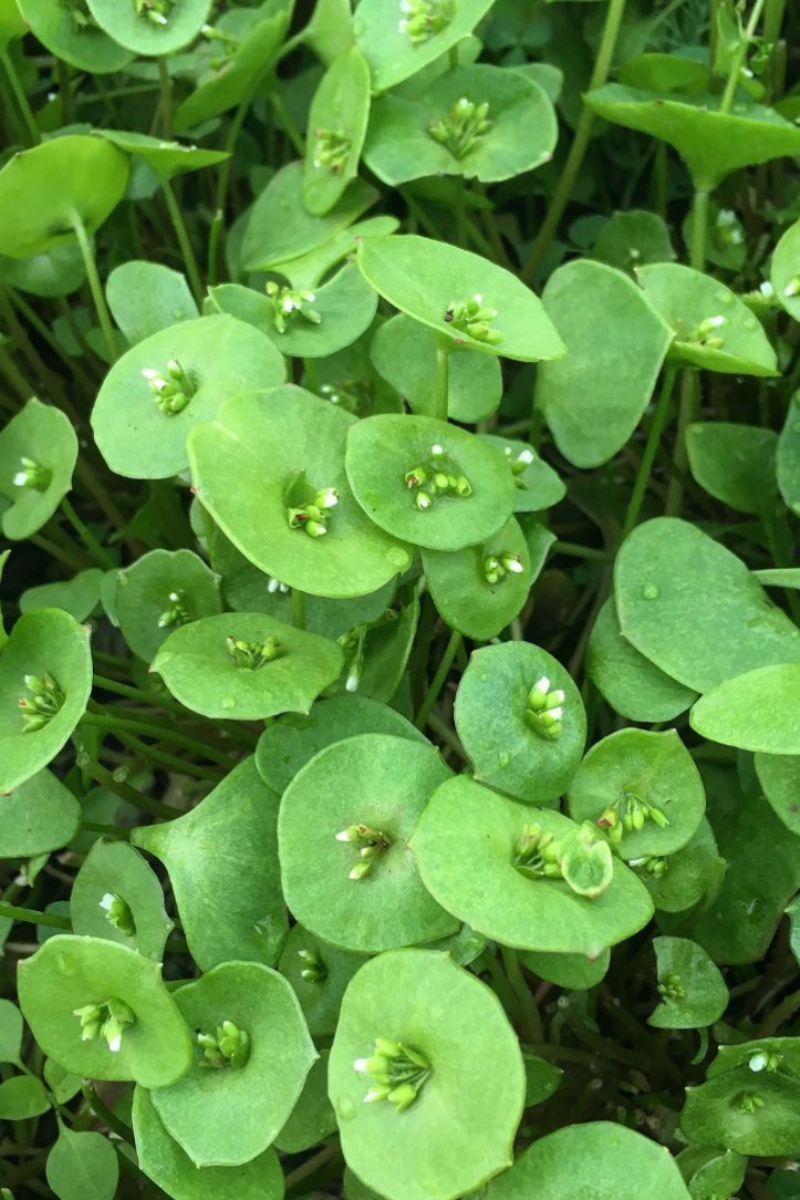 Hudson Valley Seed Co. Winter Greens Mix Seeds