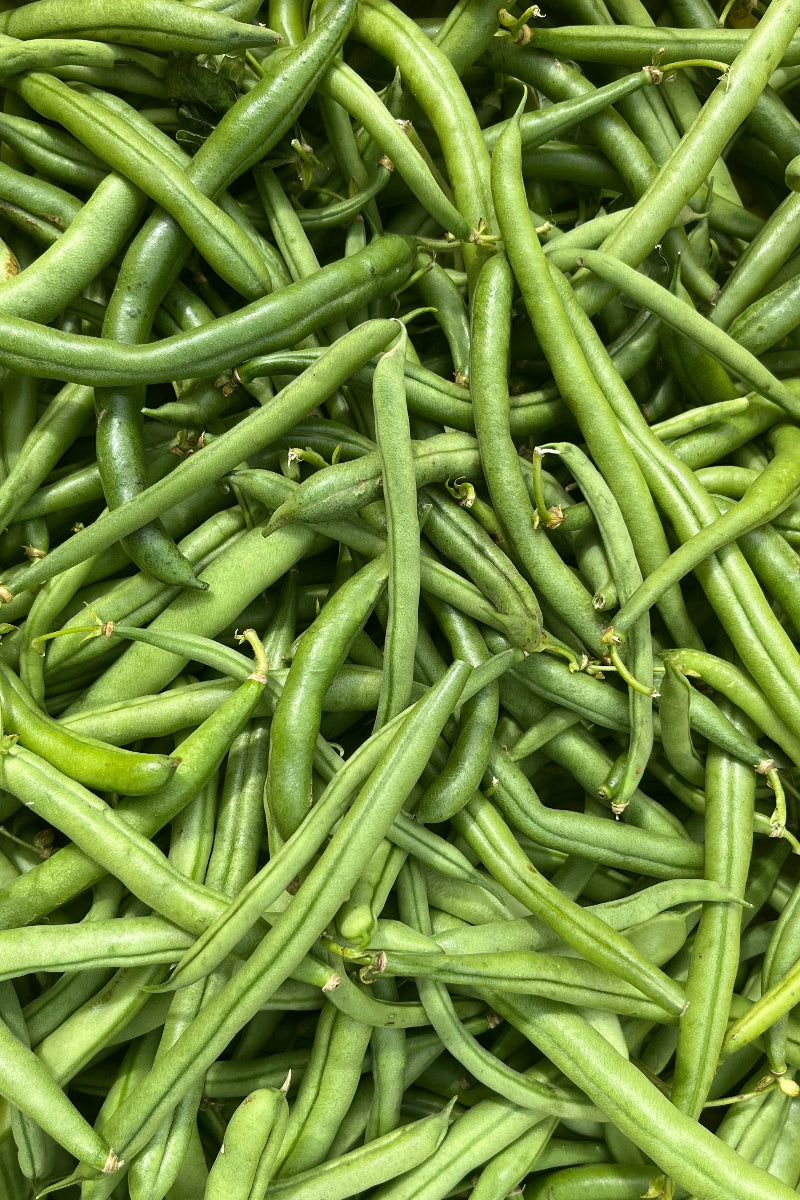 Hudson Valley Seed Co. Blue Lake Pole Bean Seeds