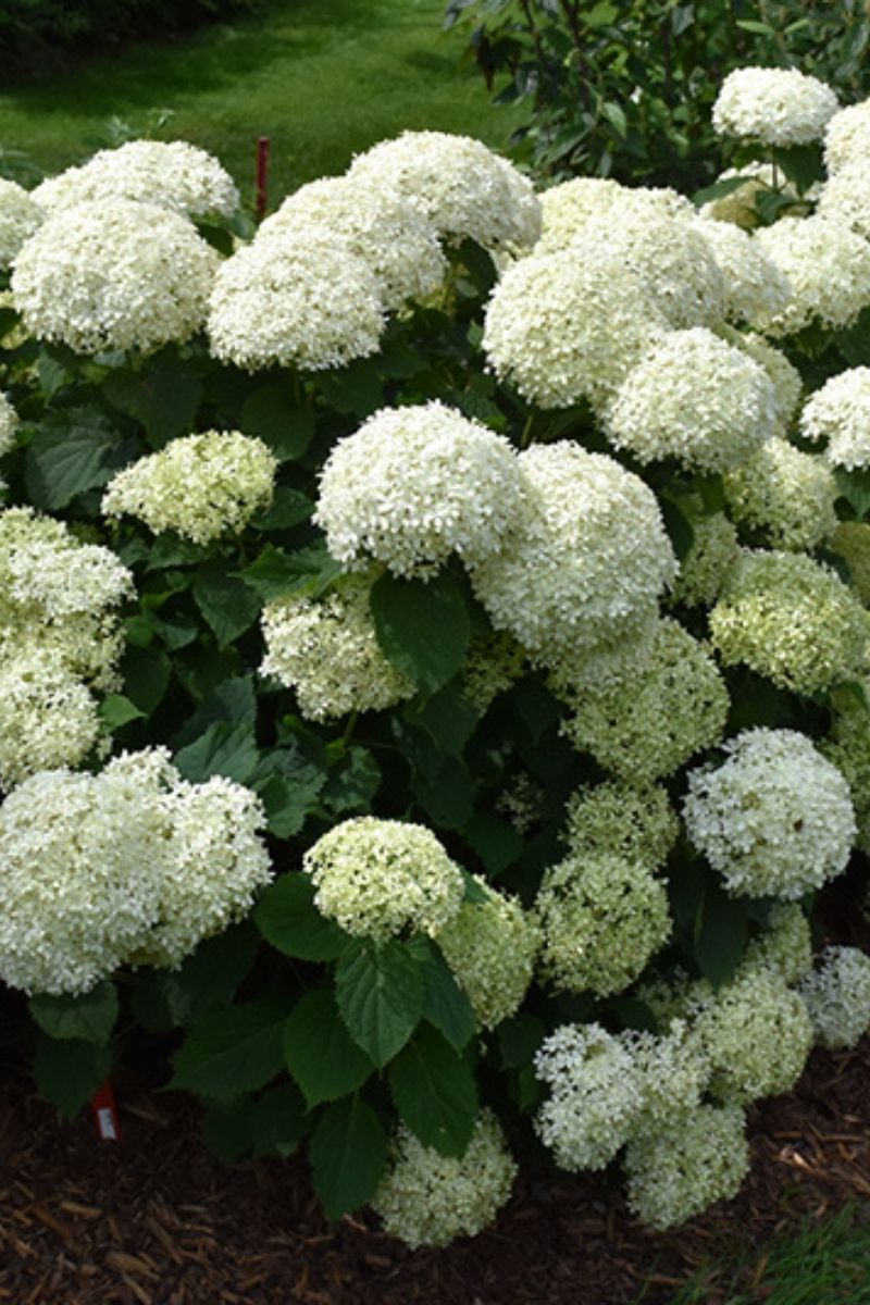 Hydrangea, Limetta