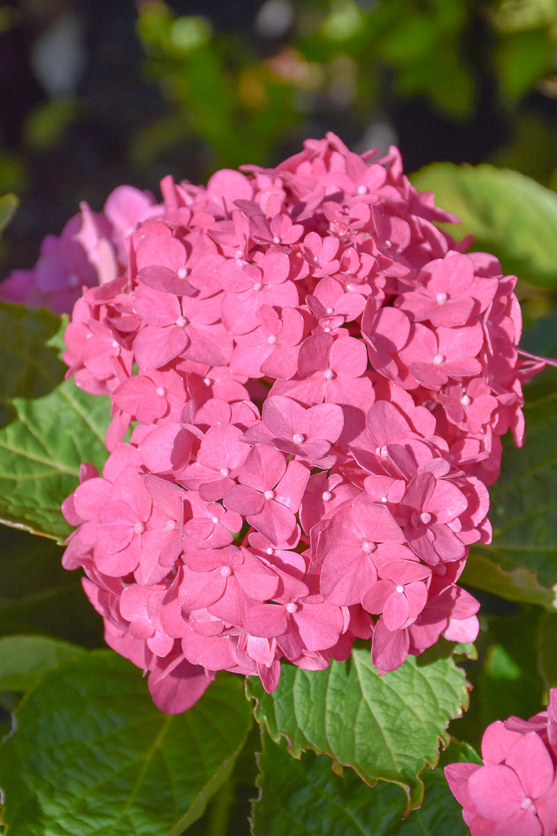 Hydrangea Macrophylla Pink Shira