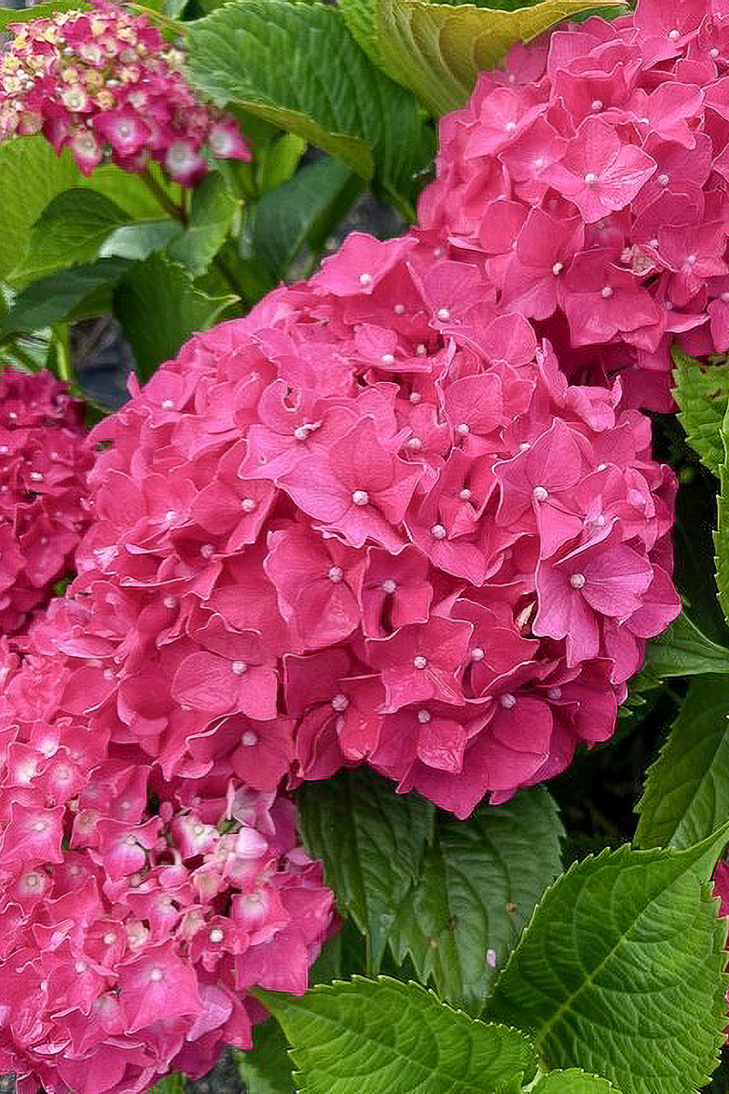 Hydrangea Macrophylla Pink Shira – Chalet