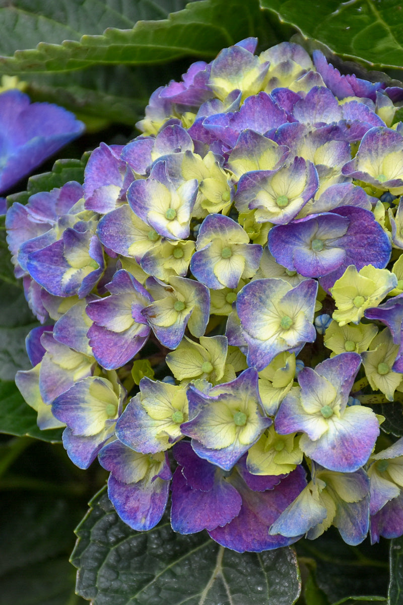 Hydrangea Mac Onyx Peacock