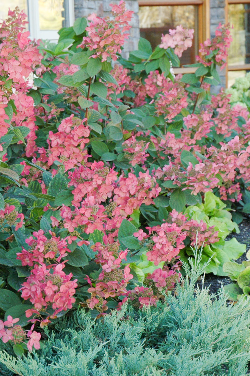 Hydrangea Panicle, Pink Diamond