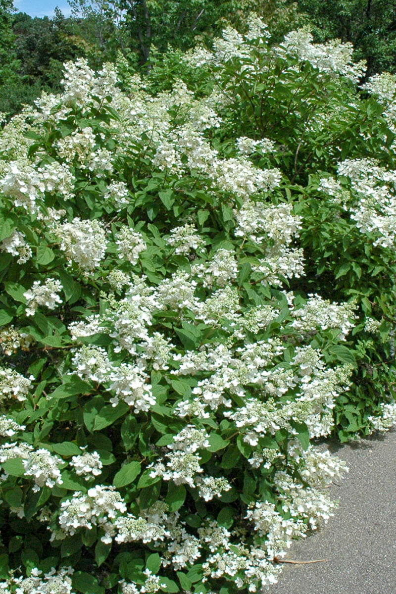 Hydrangea Panicle, Pink Diamond