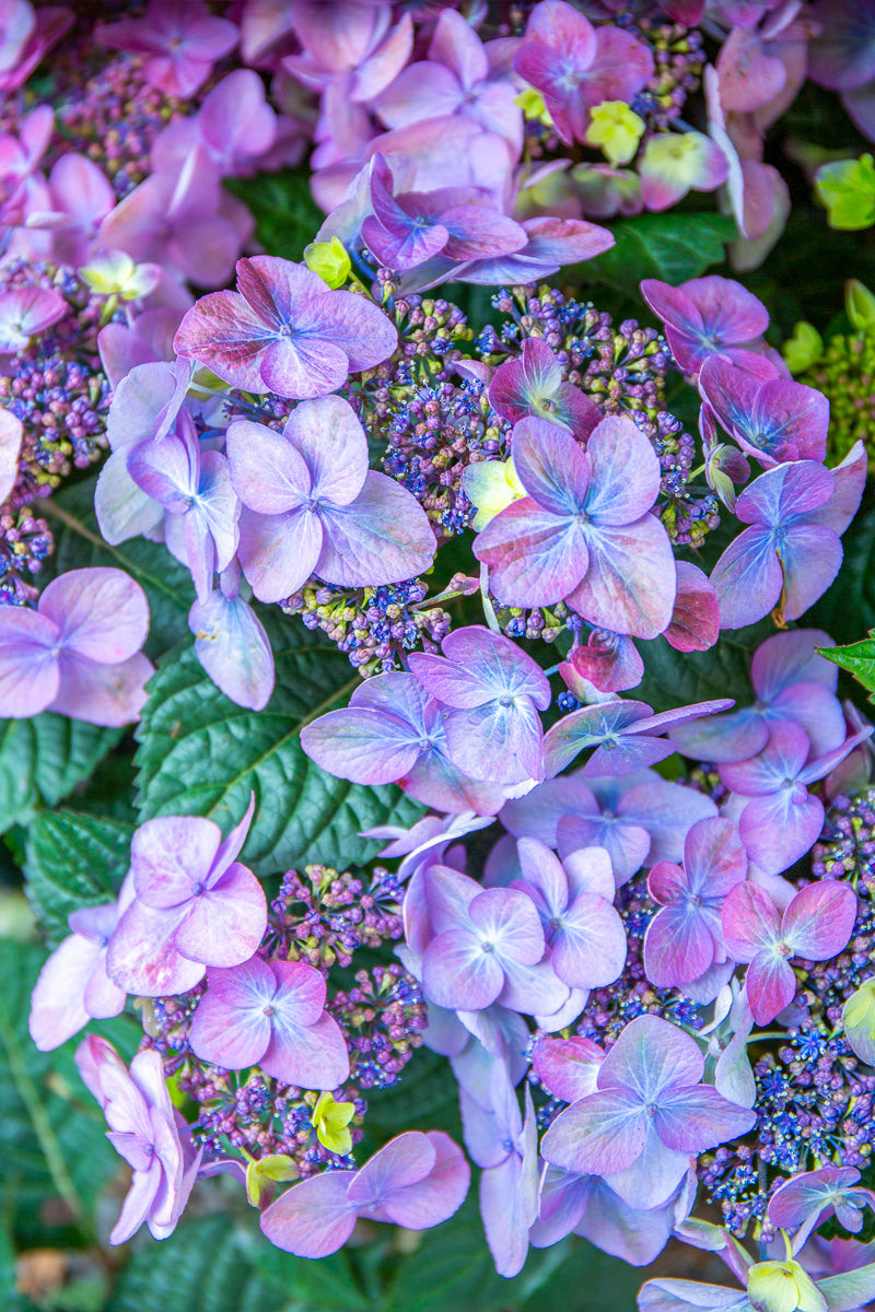 Hydrangea, Pop Star