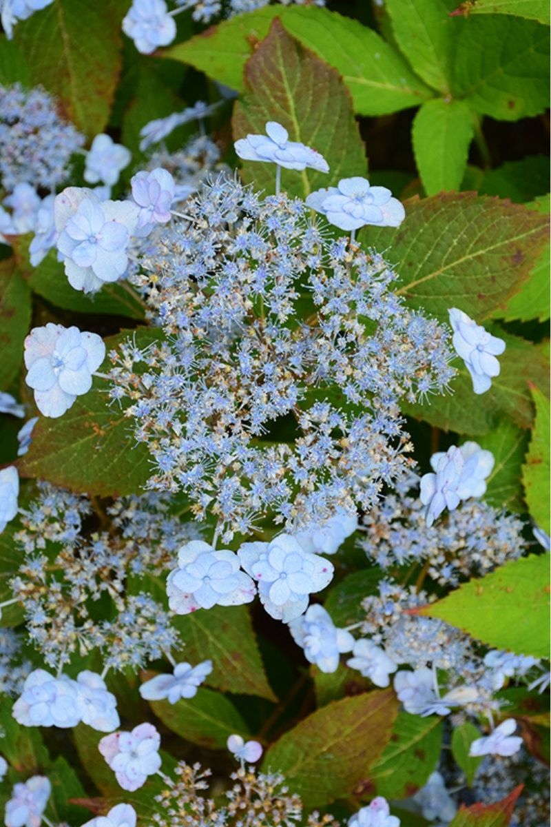 Hydrangea, Tiny Tuff Stuff