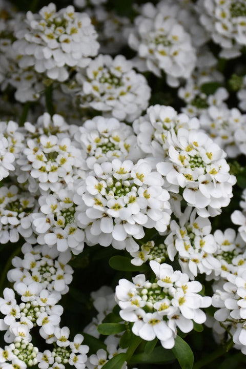 Candytuft, Snow Flake