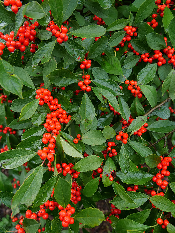Winterberry, Female