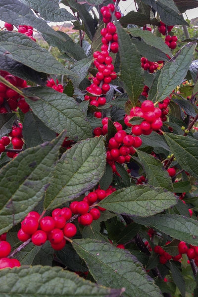 Winterberry, Winter Red