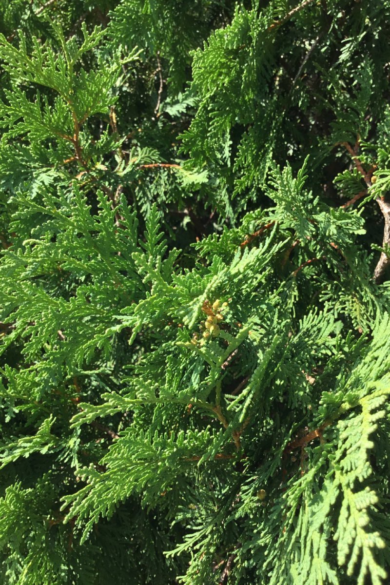 Arborvitae, Dark Green