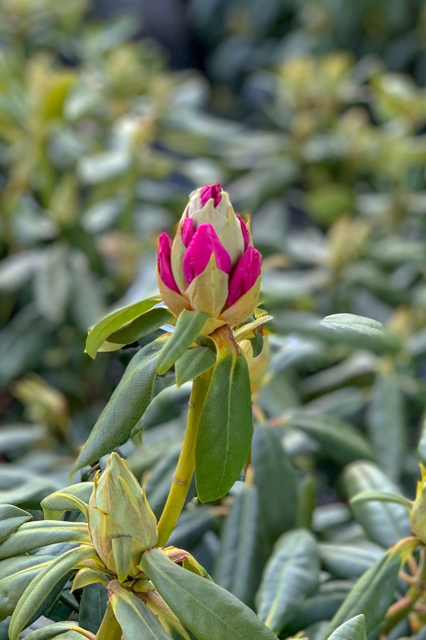 Rhododendron, Nova Zembla