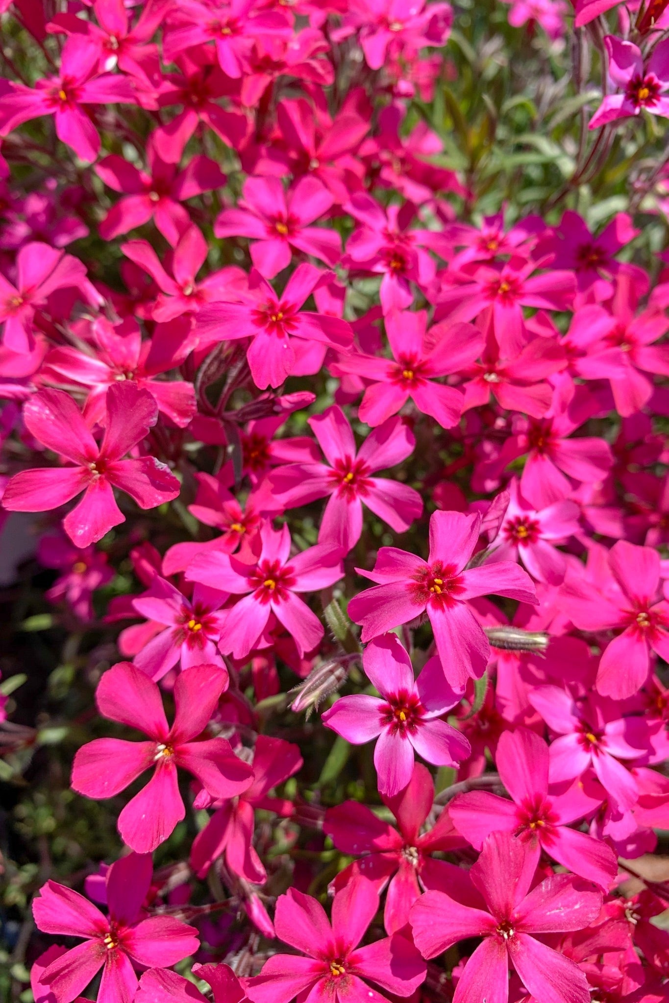 Phlox, Moss- Scarlet Flame