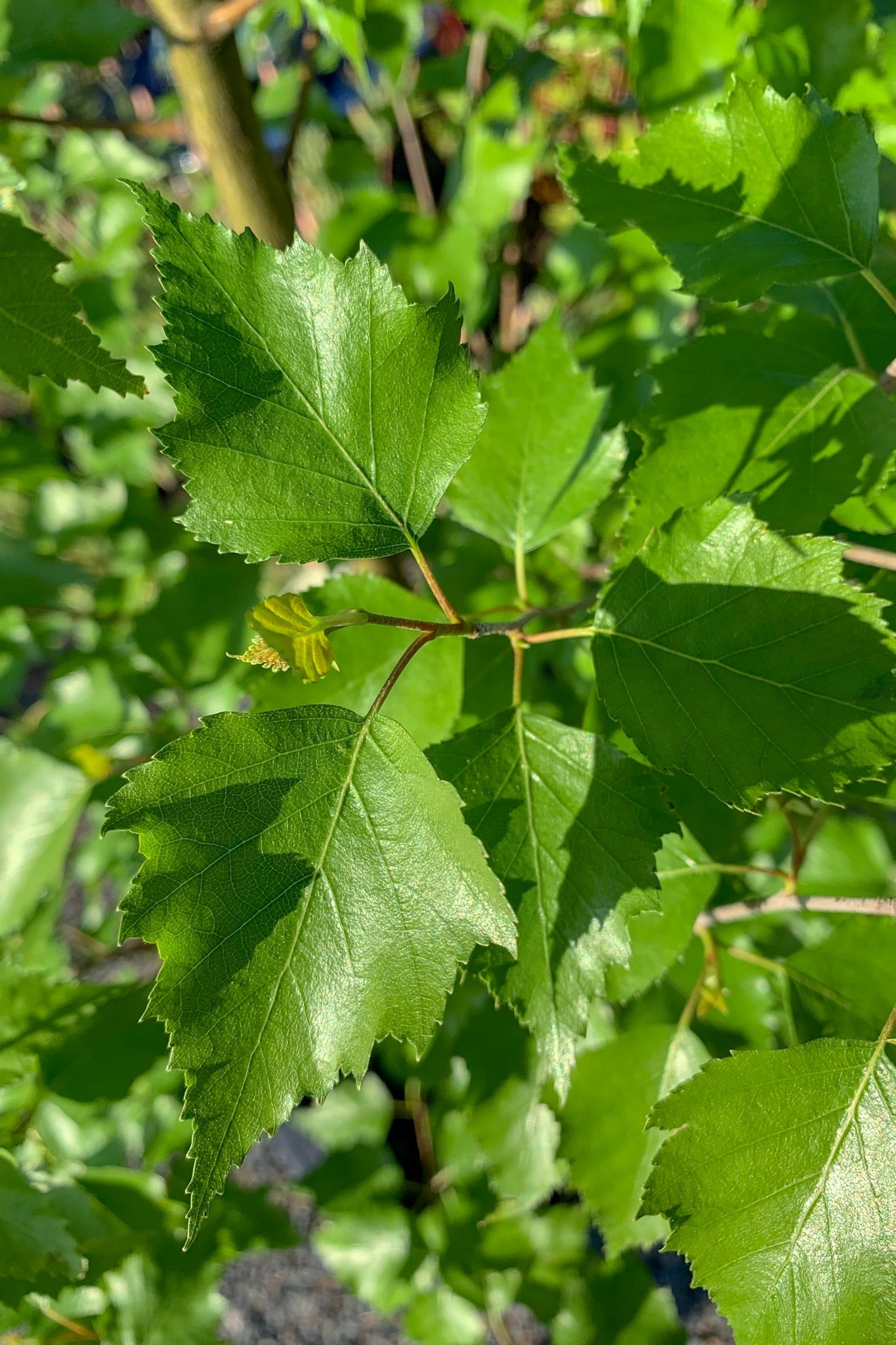 Birch, Dakota Pinnacle