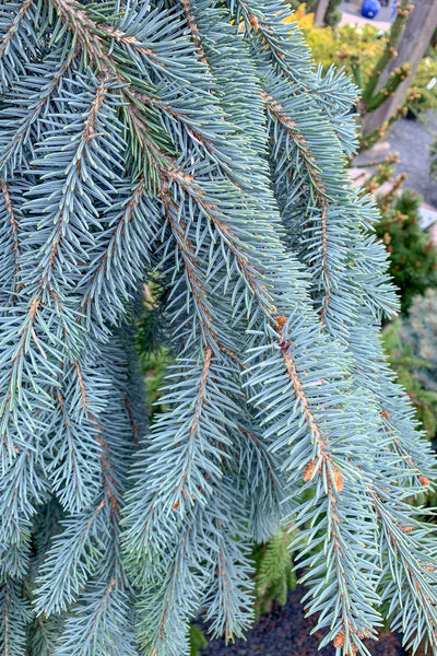 Spruce, Blue The Blues