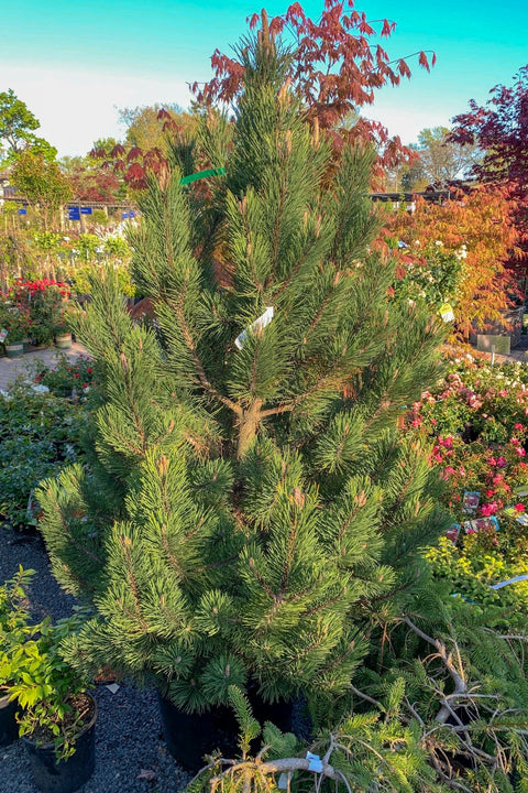 Pine, Mugo Tannenbaum