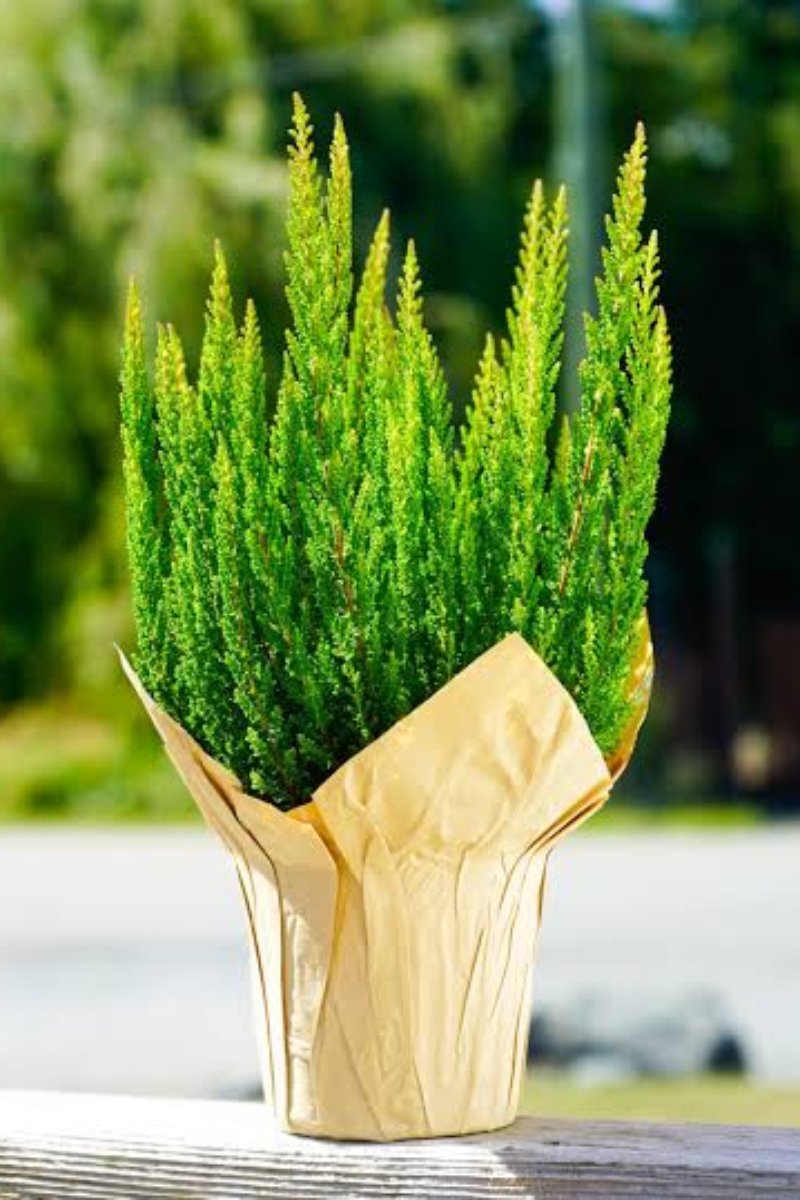 Heather, Calluna Amber Skyline