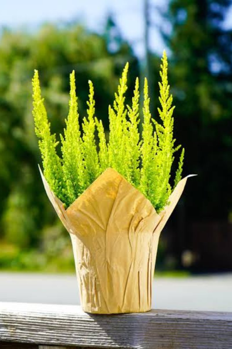 Heather, Calluna Chartreuse Skyline