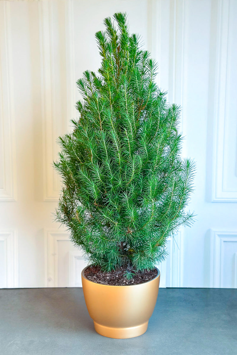 Pine, Aleppo 8"
