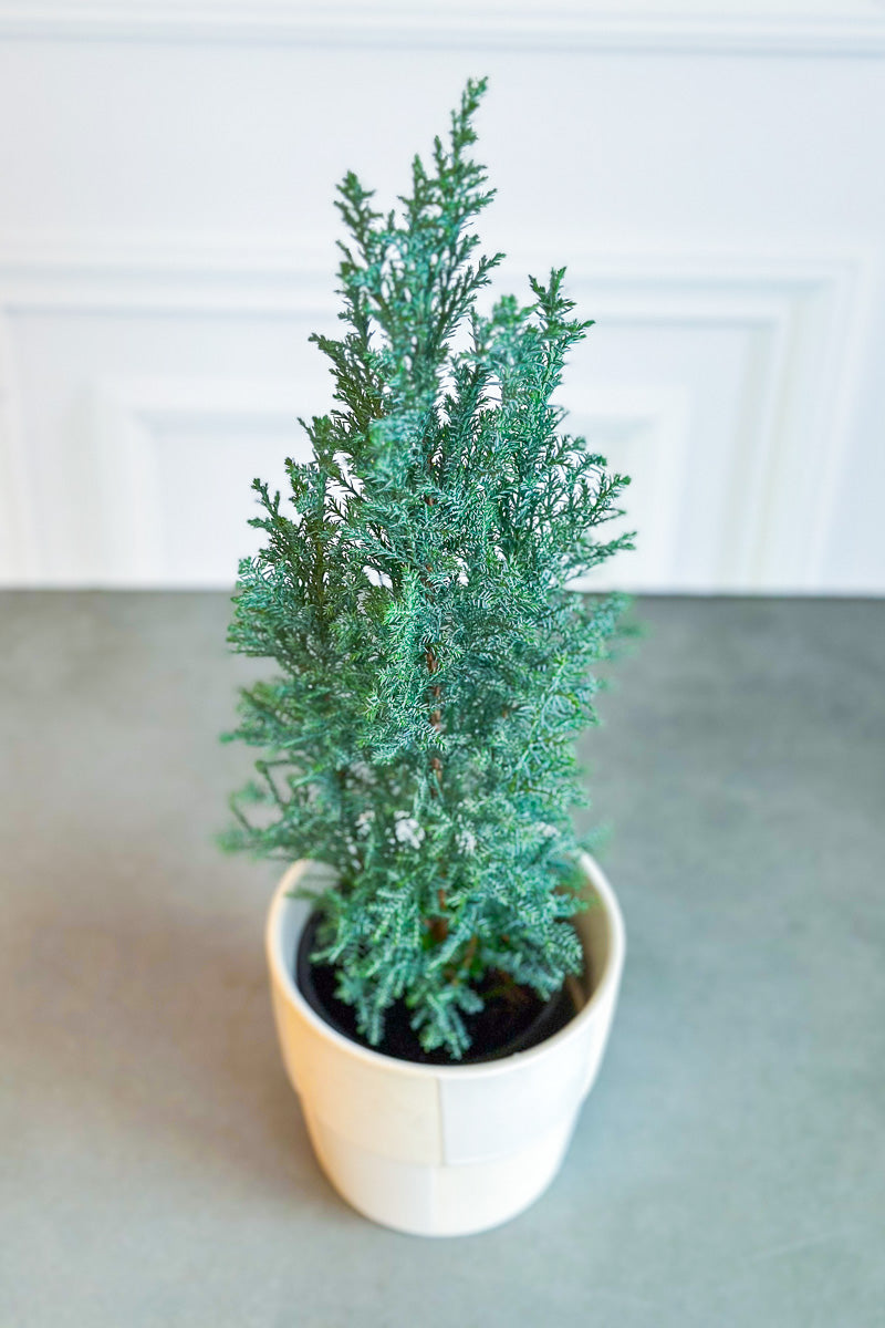 Cypress, Elwoodii 4"