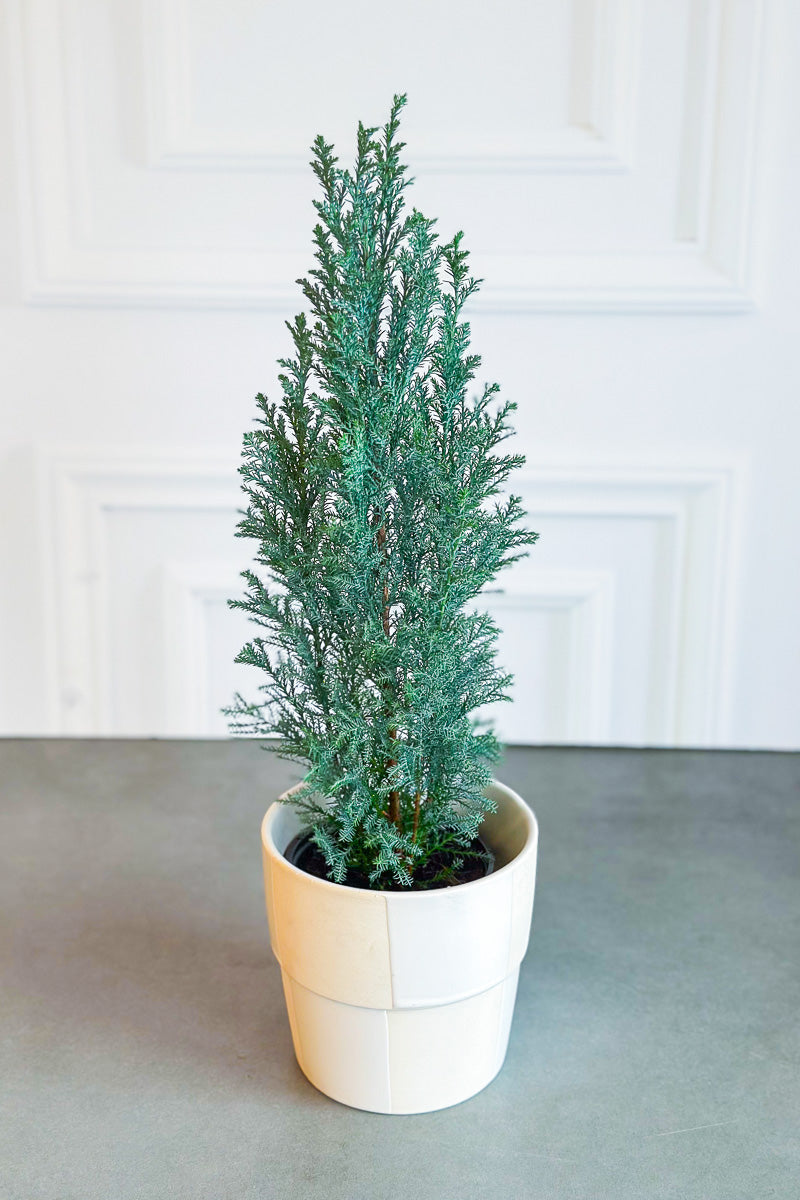 Cypress, Elwoodii 4"