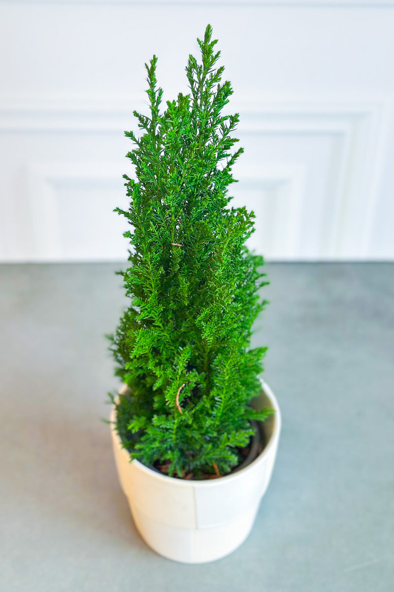 Cypress, European 3.5"