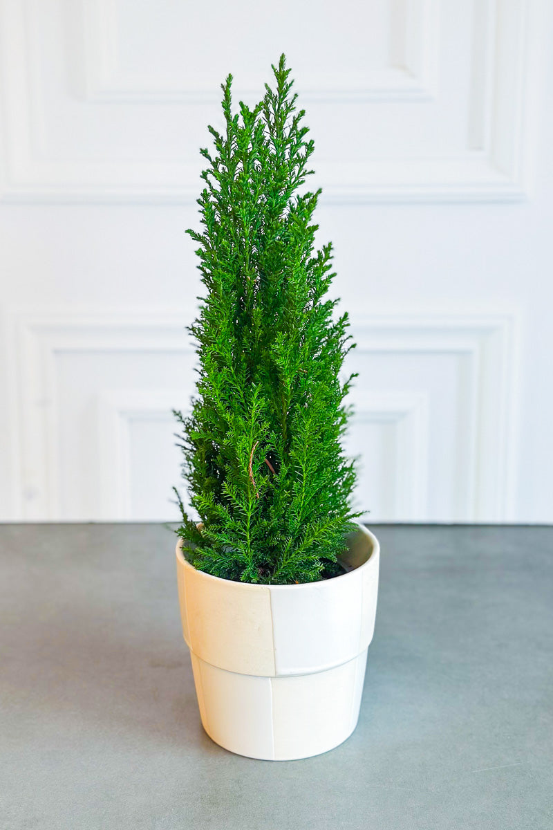 Cypress, European 3.5"