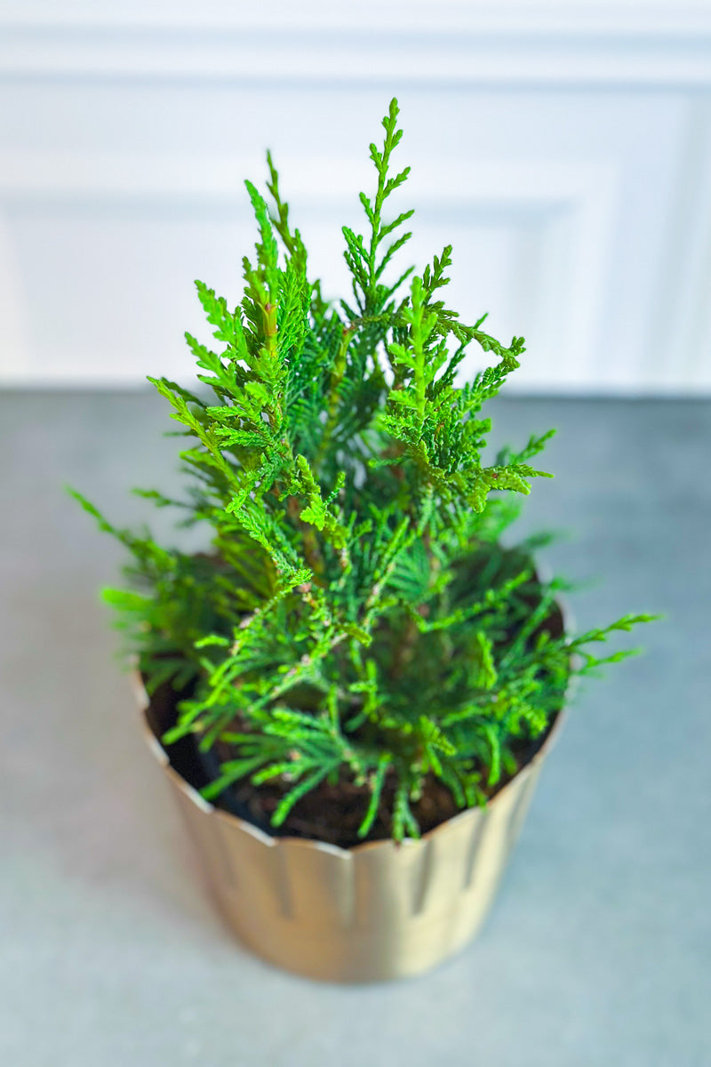 Cypress, Leyland 4.5"