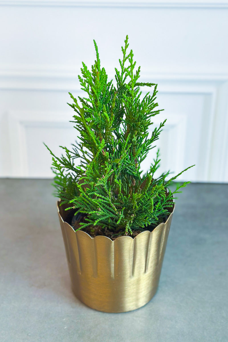 Cypress, Leyland 4.5"